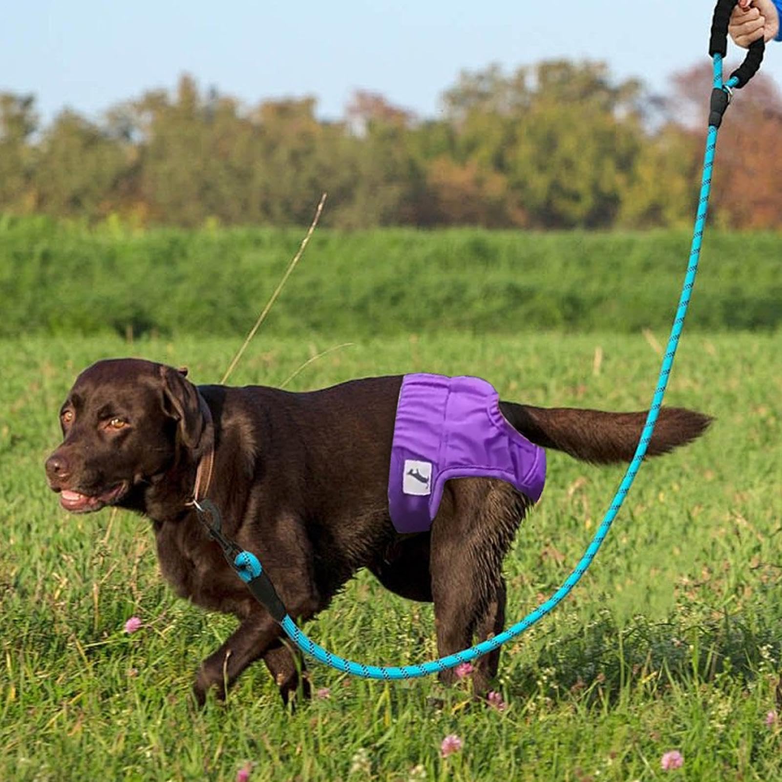 Amazon | 犬用サニタリーショーツ、洗える犬用おむつ - 犬の生理用